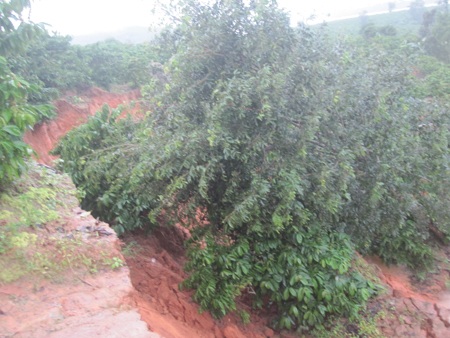 Hơn 8.000 m2 đất trồng cây cà phê của người dân bị lún do thời tiết (Ảnh: Thiên Thư)