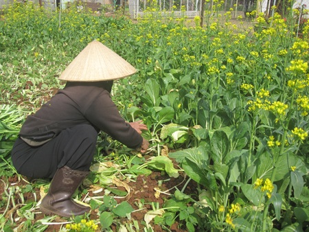Bà Thinh đang bứt vườn rau cải ngọt cho heo ăn