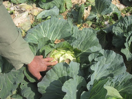 Bắp cải bán không được để lâu bị nứt