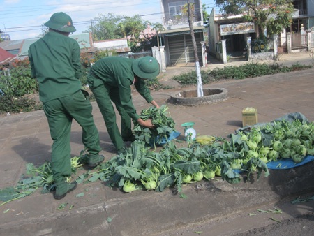 Lấy rau cho người mua về cho heo ăn