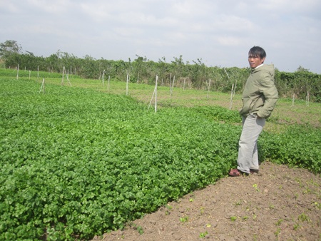 Ông Ân bên vườn rau mùi chuẩn bị nhổ đi