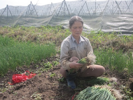 Bà Lưỡng chua xót khi hành nhổ đi đắp bờ