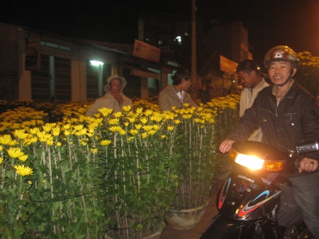 Cúc bán chỉ vài ba chục nghìn/chậu nhưng vẫn ế