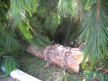 Xe tông gãy cây thông to như cột điện