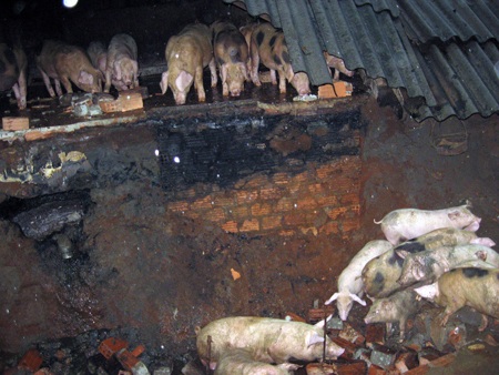 Mưa làm sập tường khiến những con heo bị rơi xuống cống