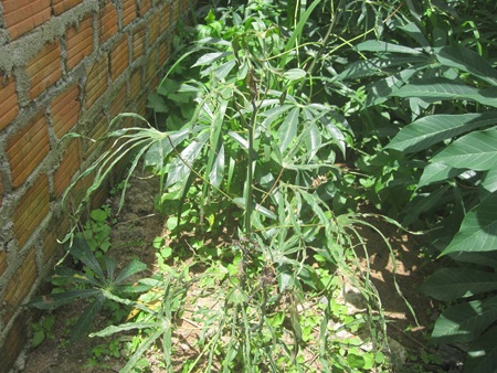 Theo Sở Tài nguyên và Môi trường, lá mì bị quăn có thể do các yếu tố khác