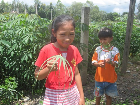 Lá sắn bị quăn tít sau khi được tưới nước giếng