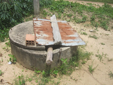 Theo người dân, chính nước giếng đã làm quăn lá mì vì những cây không tưới thì không bị