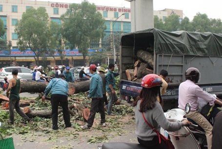 Khẩn trương di chuyển cành, thân cây khỏi hiện trường...