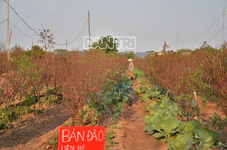 Đào Nhật Tân “cười tươi” đón Tết Dương lịch - 6 Chủ vườn đã treo biển Bán đào
