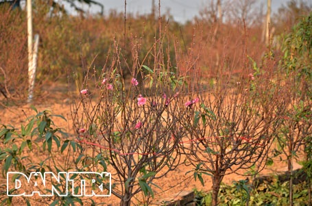 Đào Nhật Tân “cười tươi” đón Tết Dương lịch - 3 Hoa đào đua nhau khoe sắc giữa tiết trời se lạnh của mùa đông
