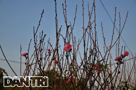 Đào Nhật Tân “cười tươi” đón Tết Dương lịch - 4 Hoa đào đua nhau khoe sắc giữa tiết trời se lạnh của mùa đông