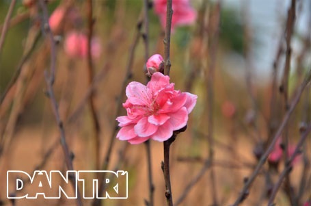 Đào Nhật Tân “cười tươi” đón Tết Dương lịch - 1 Hoa đào đang cười tươi đón Noel và Tết Dương lịch sắp tới