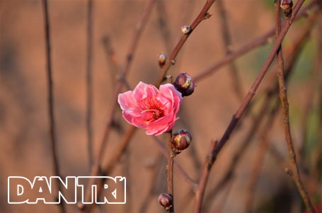 Đào Nhật Tân “cười tươi” đón Tết Dương lịch - 5 Hoa đào đua nhau khoe sắc giữa tiết trời se lạnh của mùa đông