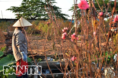 Đào Nhật Tân “cười tươi” đón Tết Dương lịch - 2 Chủ vườn mừng vì đào nở theo đúng ý