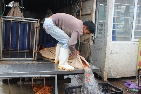 Từng chuyến xe chở cá chép vàng liên tục đổ về chợ này