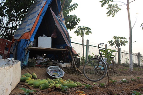 Dựng cả lều để trông coi...