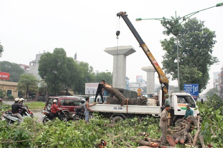 Hà Nội phải “hi sinh” cây cổ thụ vì an toàn của đường sắt trên cao - 1 Hà Nội buộc phải “hi sinh” cây cổ thụ vì an toàn của đường sắt trên cao