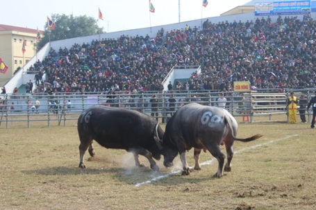 Những màn chọi nảy lửa khiến khán giả thích thú