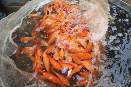 Giá cá chép vàng loại này dao động từ 50-60 nghìn đồng/kg.