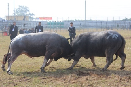 Cú lao rất xung mãn của trâu số 69, nhưng cuối cùng ông trâu này vẫn thua cuộc