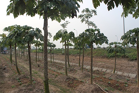 Những trang trại giữa đại lộ Thăng Long.