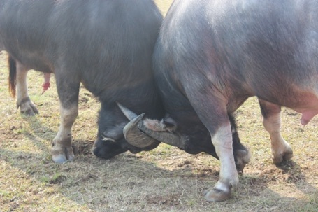 Ông trâu thua cuộc phá rào chạy thục mạng
