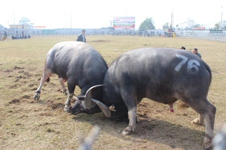 Hàng vạn khán giải thích thú với những pha chọi nảy lửa của các cặp trâu trong sáng nay.