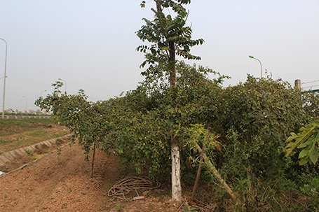 Trồng cây ăn quả dài ngày