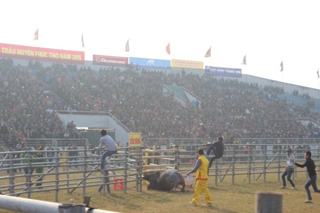 Ông trâu thua cuộc phá rào chạy thục mạng