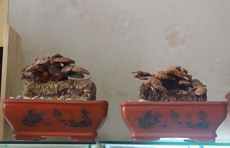 Người Hà Nội “săn”... nấm linh chi về chơi Tết - 4 Nấm linh chi bonsai đang được nhiều người săn mang về chơi Tết