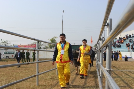 Những ông trâu đầu tiên được dẫn ra sân đấu