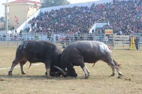 Những màn chọi nảy lửa khiến khán giả thích thú