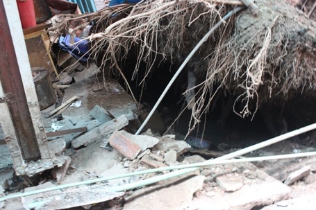 Bị bật bung gốc lên, dễ cây này theo quan sát ăn rất nông