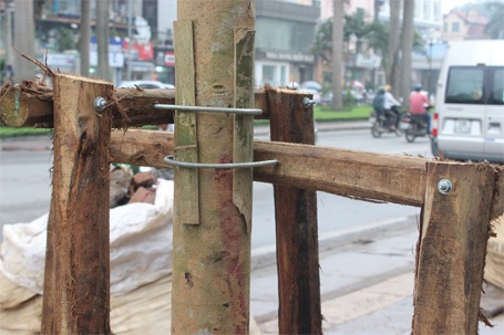 Hà Nội: Cây mới trồng trên phố Nguyễn Chí Thanh lớn “như thổi” qua 1 đêm - 10 Thân cây cũ màu sáng hơn