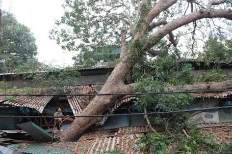 Cây cổ thụ này đổ đã làm hư hại nhiều mái tôn của 1 số ki ốt trong chợ