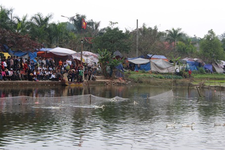 Du khách "bối rối" khi nghe hát quan họ ở... ao nuôi vịt - 4 Vịt cũng đang nghe hát quan họ.