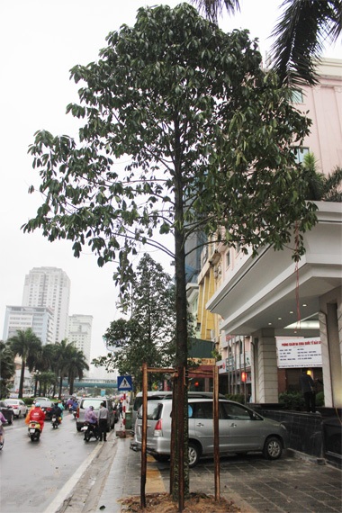 Hà Nội: Cây mới trồng trên phố Nguyễn Chí Thanh lớn “như thổi” qua 1 đêm - 3 Cây mới có cành lá xum xuê