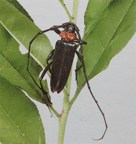 Không phải cây bị sâu bệnh là đốn hạ ngay! - 2 Xén tóc chính là thủ phạm gây lên bệnh đục thân cây xanh