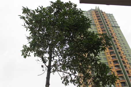 Hà Nội: Cây mới trồng trên phố Nguyễn Chí Thanh lớn “như thổi” qua 1 đêm - 4 Cây mới có cành lá xum xuê