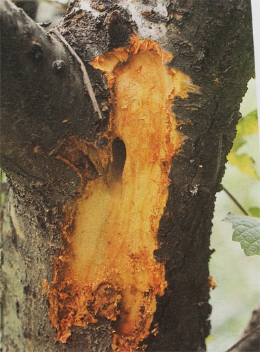 Không phải cây bị sâu bệnh là đốn hạ ngay! - 3 Chúng làm thân cây mục ruỗng dần...