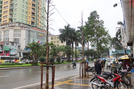 Hà Nội: Cây mới trồng trên phố Nguyễn Chí Thanh lớn “như thổi” qua 1 đêm - 6 Cây mới thấp hơn những cây trồng trước đó