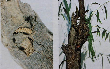 Không phải cây bị sâu bệnh là đốn hạ ngay! - 4 Sâu non được sinh ra và trưởng thành ngay trong thân cây