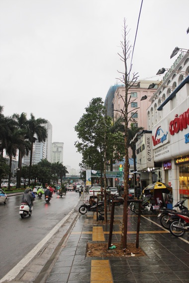 Hà Nội: Cây mới trồng trên phố Nguyễn Chí Thanh lớn “như thổi” qua 1 đêm - 7 Cây mới thấp hơn những cây trồng trước đó