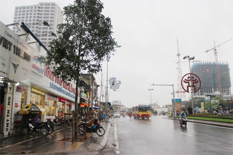 Hà Nội: Cây mới trồng trên phố Nguyễn Chí Thanh lớn “như thổi” qua 1 đêm - 8 Cây mới trồng cách ngã tư Đê La Thành vài trăm mét
