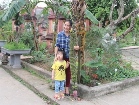 Thích thú chụp ảnh cùng buồng chuối trăm nải - 1 Nhiều người tỏ ra thích thú chụp ảnh với buồng chuối trăm nải.