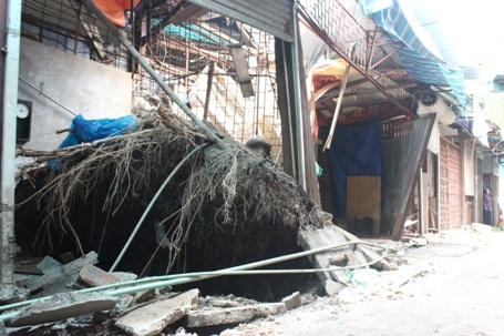 Bị bật bung gốc lên, dễ cây này theo quan sát ăn rất nông