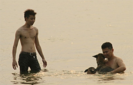 Vui đùa cũng những chú chó cưng...