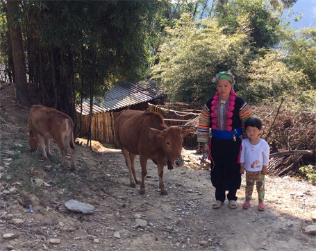 Chị Lò Thị Loan bên con bò giống và bê con mới sinh