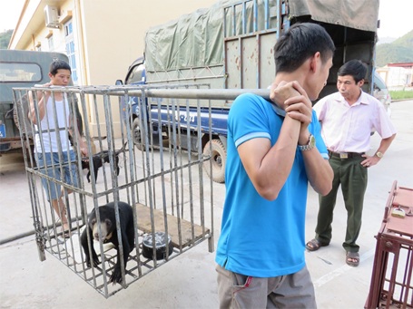 Cứu hộ thành công 1 cá thể gấu chó tại Điện Biên - 2 Chú gấu chó này được tịch thu từ 1 vụ buôn lậu hồi tháng 2/2015